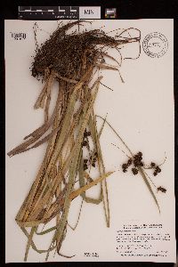 Scirpus atrovirens image
