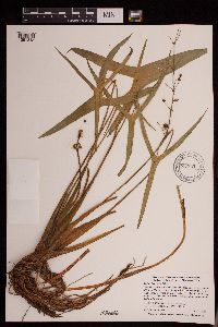 Sagittaria latifolia image