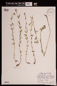 Hypericum majus image