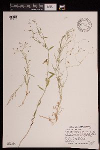 Stellaria longifolia image
