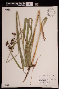 Scirpus atrovirens image