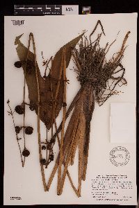 Media resource of Sagittaria brevirostra