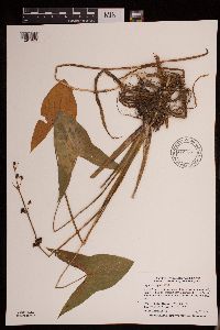 Sagittaria latifolia image