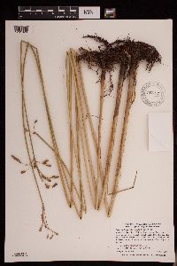 Schoenoplectus heterochaetus image