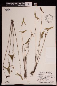 Sagittaria cuneata image