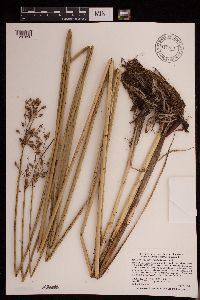 Schoenoplectus heterochaetus image