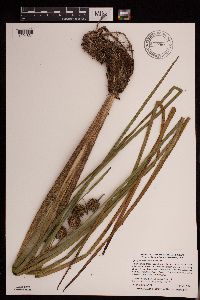 Sparganium emersum image