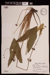 Sagittaria cuneata image