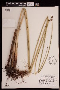 Schoenoplectus acutus image
