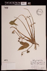 Sagittaria montevidensis image