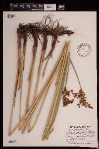 Schoenoplectus tabernaemontani image