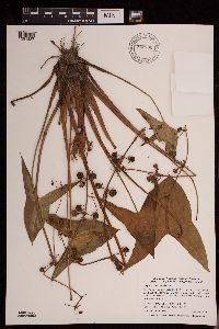 Sagittaria cuneata image