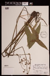 Sagittaria cuneata image