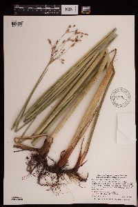 Schoenoplectus heterochaetus image