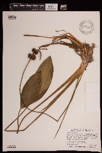 Sagittaria rigida image