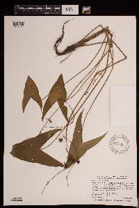 Sagittaria cuneata image