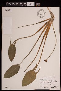 Sagittaria rigida image