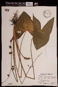 Sagittaria cuneata image