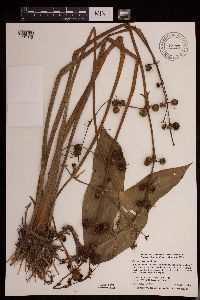 Sagittaria cuneata image