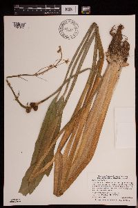 Sagittaria rigida image