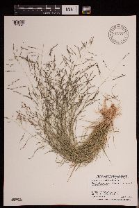 Eragrostis pectinacea image