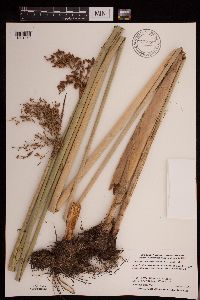Schoenoplectus tabernaemontani image