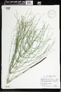 Equisetum palustre image
