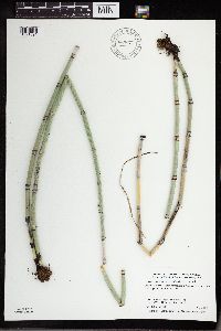 thumbnail image of current specimen