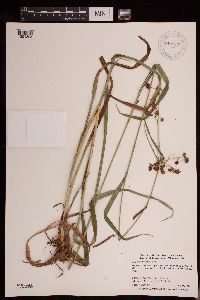 Scirpus hattorianus image