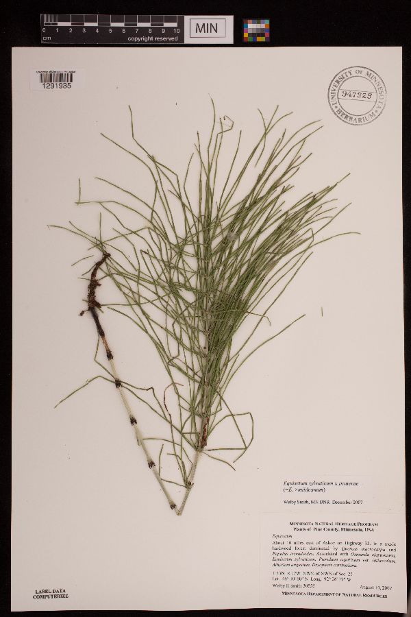 Equisetum x mildeanum image