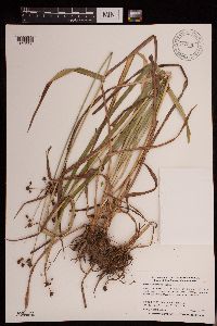 Scirpus hattorianus image