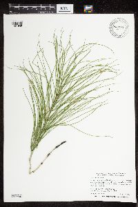 Thumbnail image of current specimen