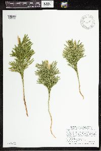 Dendrolycopodium hickeyi image