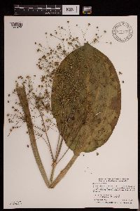 Alisma triviale image