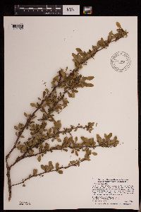 Berberis thunbergii image