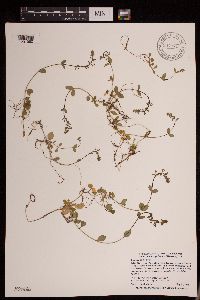 thumbnail image of current specimen