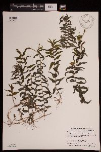 Potamogeton richardsonii image