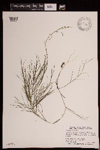 Media resource of Stuckenia pectinata