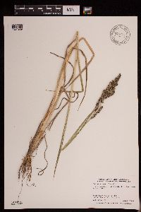 Echinochloa muricata image
