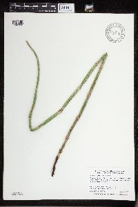 Equisetum x ferrissii image
