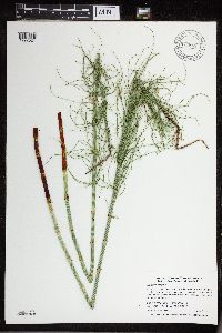 Thumbnail image of current specimen