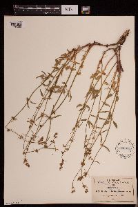 Media resource of Stachys aristata