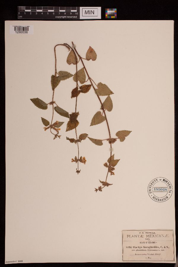 Stachys boraginoides image
