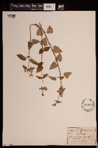 Media resource of Stachys boraginoides