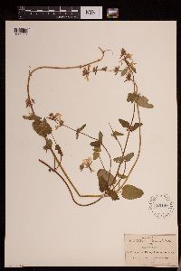 Image Associated With the Occurrence