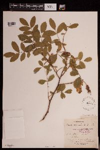 Rosa acicularis image