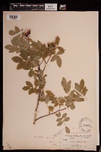 Rosa woodsii image