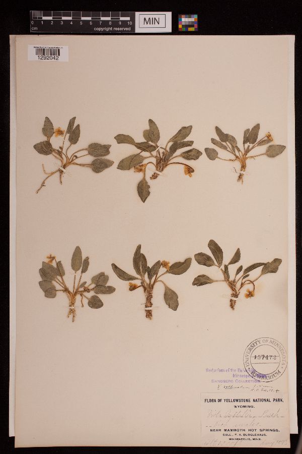 Viola vallicola image