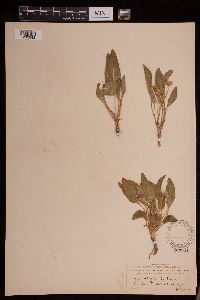 Viola vallicola image