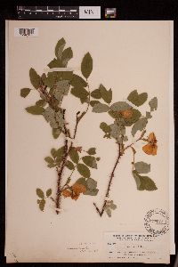 Media resource of Rosa acicularis